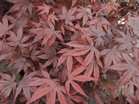 Close-up of palmate, red leaves of Japanese Maple Acer palmatum 'Bloodgood'