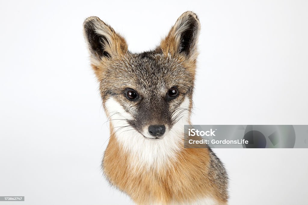 Close-up Fox Head A stuffed and mounted fox head against a white background. Fox Stock Photo