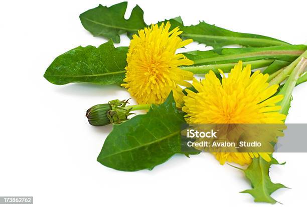 Foto de Dentedeleão e mais fotos de stock de Dente-de-Leão - Dente-de-Leão, Figura para recortar, Amarelo