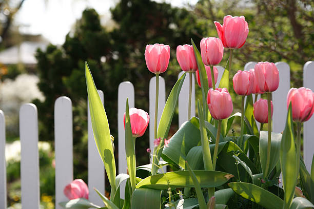 Tulips in front of a picket fencePlease see other Spring season images in my portfolio: