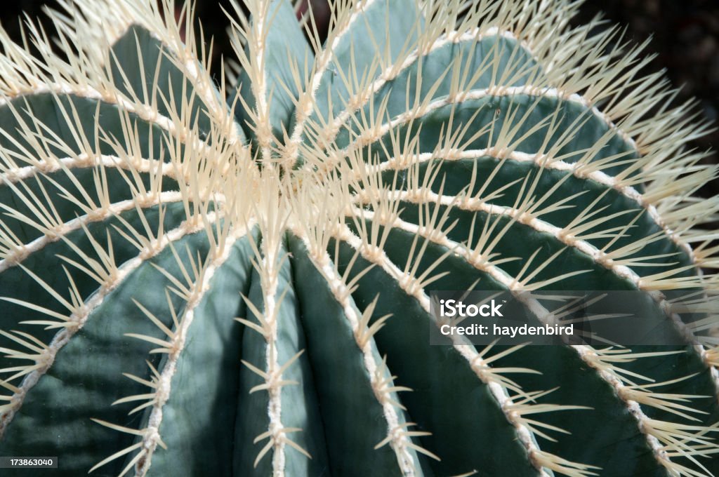 Cactus (Ferocactus Glaucescens - Photo de Cactus tonneau libre de droits