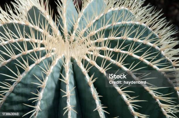 Photo libre de droit de Cactus Ferocactus Glaucescens banque d'images et plus d'images libres de droit de Cactus tonneau - Cactus tonneau, Texture, Agave