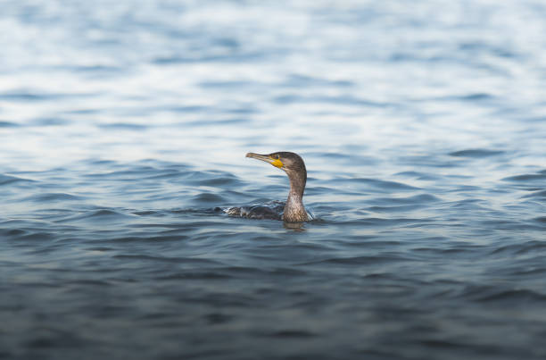 large cormorant (Phalacrocorax carbo) swims in the lake