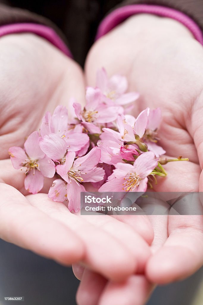 cherry blossoms cherry blossoms downtown portland Beauty Stock Photo