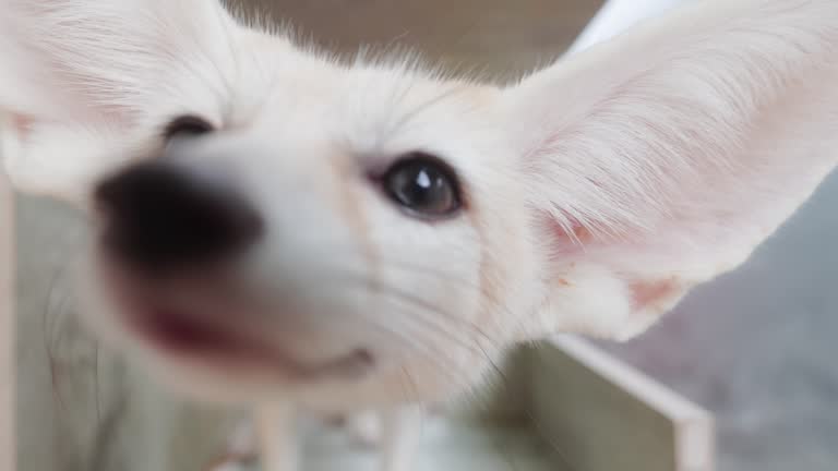 Fennec fox or Desert fox