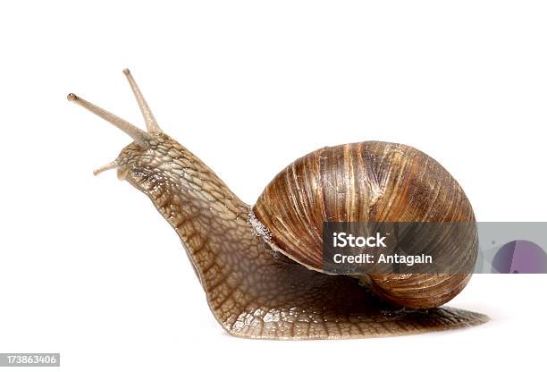 Weinbergschnecke Stockfoto und mehr Bilder von Faulheit - Faulheit, Weißer Hintergrund, Abenteuer