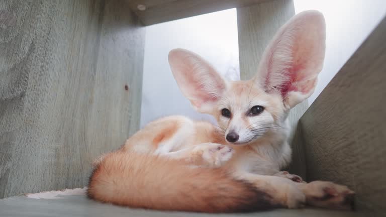 Fennec fox or Desert fox