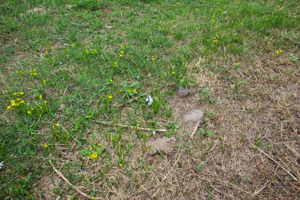 Wildlife in the Caucasus mountains, Armenia