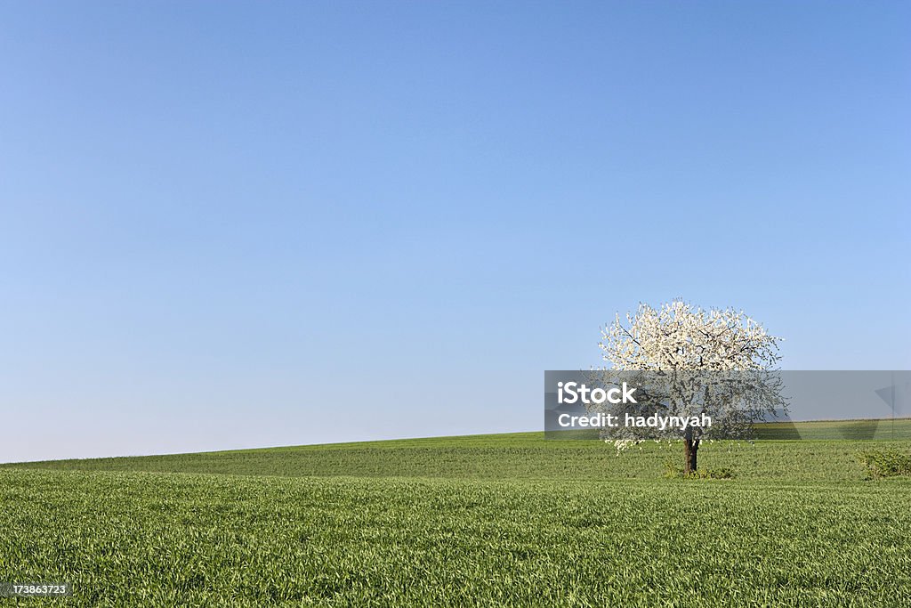 Samotny, kwitnące drzewa. - Zbiór zdjęć royalty-free (Bez ludzi)