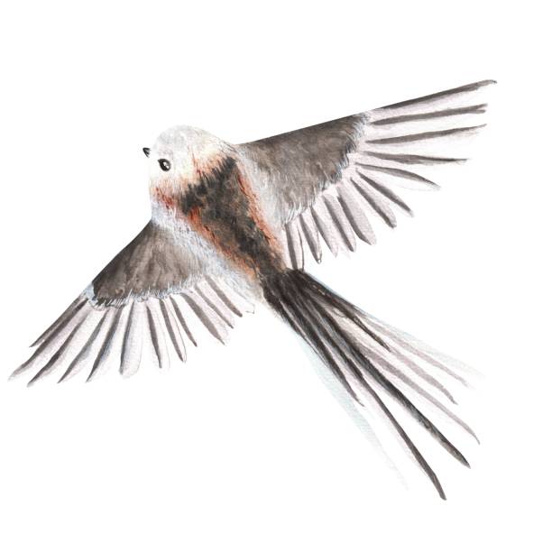 istock Hand-drawn watercolor illustration. Flying long-tailed titmouse bird 1738638123