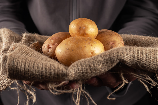 Hands holding harvested potatoes close up.