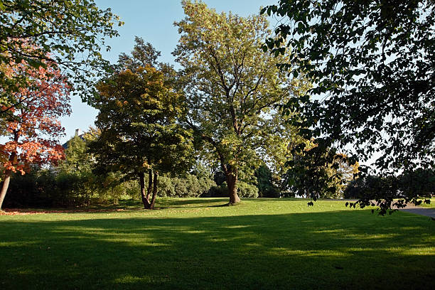 Green park  with large old decideous trees and shaded areas. "Park in Oslo,Norway.Lightboxes:" norway autumn oslo tree stock pictures, royalty-free photos & images