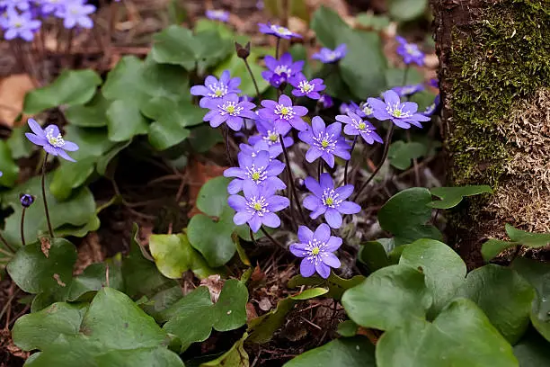 "Blue anemone in spring.Hepatica nobilis. Oslo, Norway.Lightbox:"