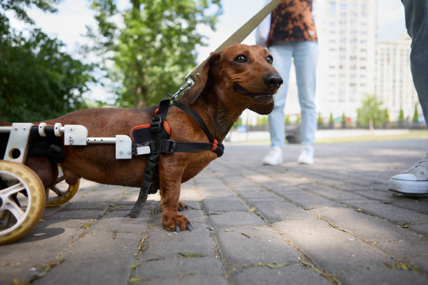 istock Paralysed dachshund in a wheelchair on a walk 1738644479