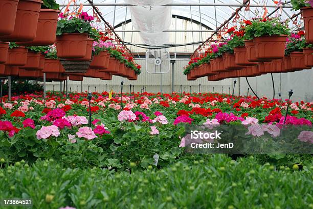 Greenhouse Con Geraniums Foto de stock y más banco de imágenes de Geranio - Geranio, Invernáculo, Rosa - Color