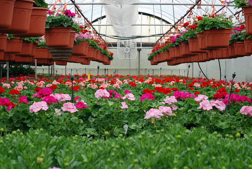 geraniums in greenhouse, selective focus