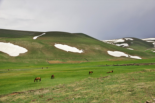 Horses in the mountains of the Caucasus, Armenia