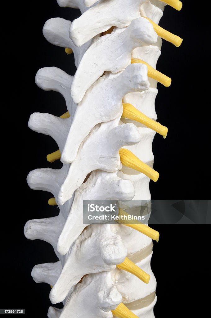 Colonne vertébrale humaine - Photo de Anatomie libre de droits