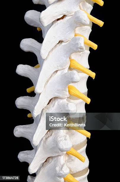 Хребет Человека — стоковые фотографии и другие картинки Thoracic Vertebrae - Thoracic Vertebrae, Анатомия, Вертикальный