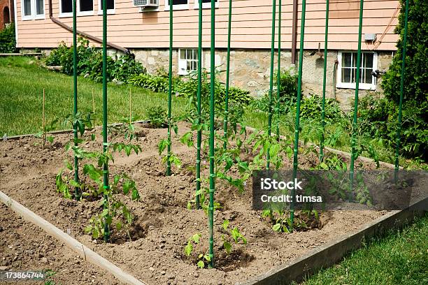 小型トマトガーデン - 杭のストックフォトや画像を多数ご用意 - 杭, トマトの苗, 庭