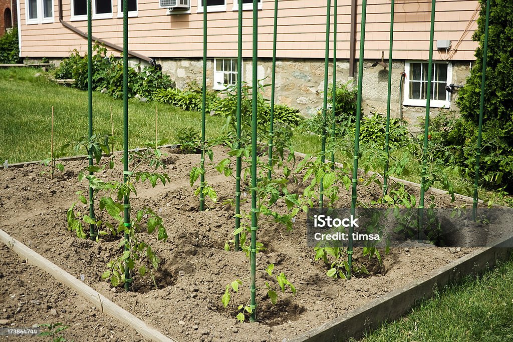 Небольшой помидор сад - Стоковые фото Деревянный столб роялти-фри