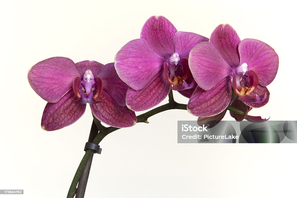 Phalaenopsis o Phalaenopsis - Foto stock royalty-free di Close-up