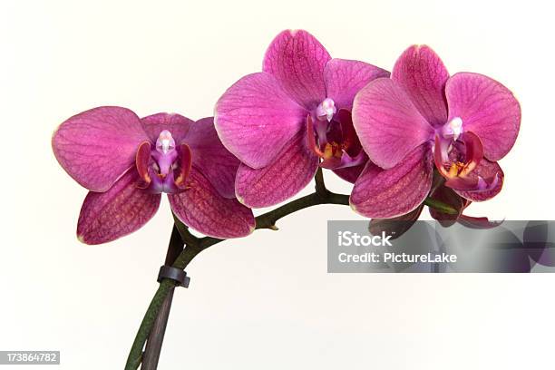 Phalaenopsis O Phalaenopsis - Fotografie stock e altre immagini di Close-up - Close-up, Composizione orizzontale, Fiore
