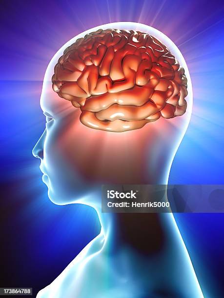 Dentro Del Perfil Del Cerebro Humano Foto de stock y más banco de imágenes de Cerebro humano - Cerebro humano, Contemplación, Dentro