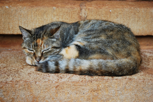 Tabby cat sleeping on concrete stairs.