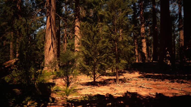 Sequoia national park in California