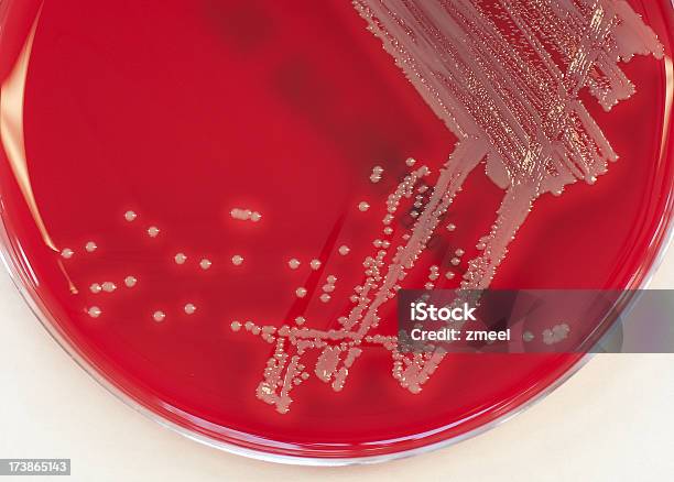 Cultura Di Staphylococcus Aureus - Fotografie stock e altre immagini di Agar - Agar, Antibiotico, Batterio