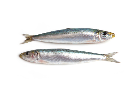 Two sardines isolated on a white background