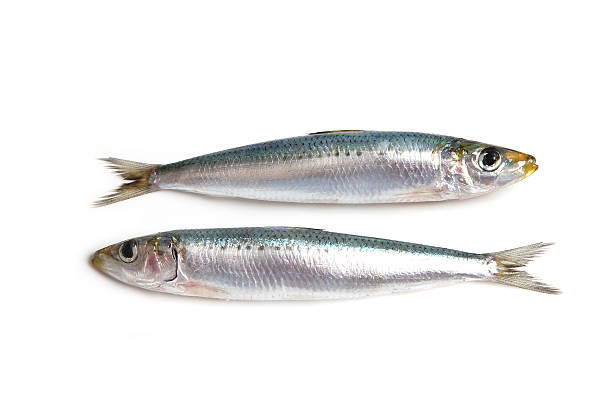 Two Sardines Two sardines isolated on a white background sardine photos stock pictures, royalty-free photos & images