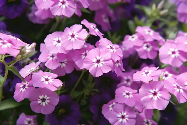 Spring flowers