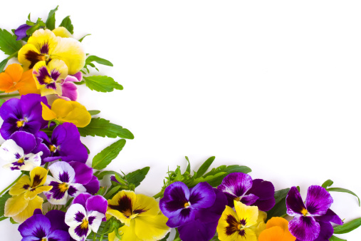 Pansies Framing White Background