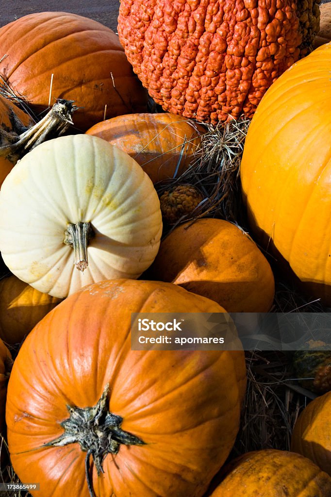 Multicolored Pumpkins Multicolored pumkins in an Agricultural Fair Agricultural Fair Stock Photo