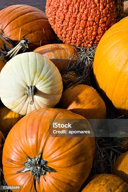 Multicolored Pumpkins Stock Photo - Download Image Now - Agricultural Fair, Autumn, Celebration Event