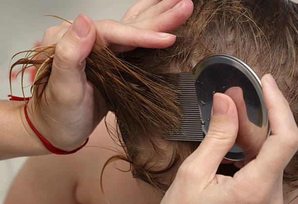 Head lice treatment for bug removal Mum grooming her son of parasitic head lice with a nit comb combing stock pictures, royalty-free photos & images