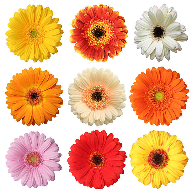 istock Gerberas in XXXL 173865576