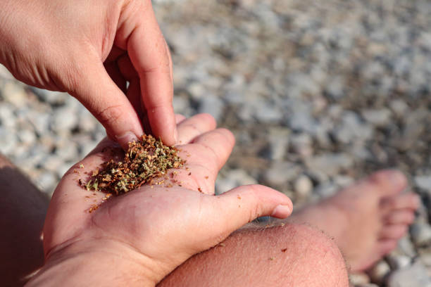 istock man rolling a joint. Smoke cannabis on the beach 1738655765