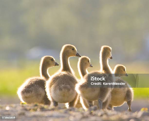 Goslings - zdjęcia stockowe i więcej obrazów Bernikla kanadyjska - Bernikla kanadyjska, Bez ludzi, Fotografika