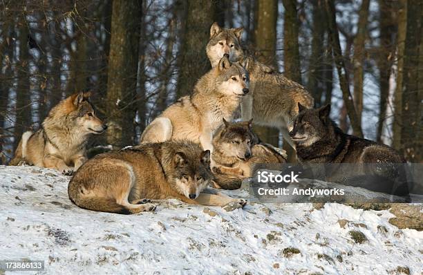 Ruhen Wolf Pack Stockfoto und mehr Bilder von Wolf - Wolf, Liegen, Abenddämmerung