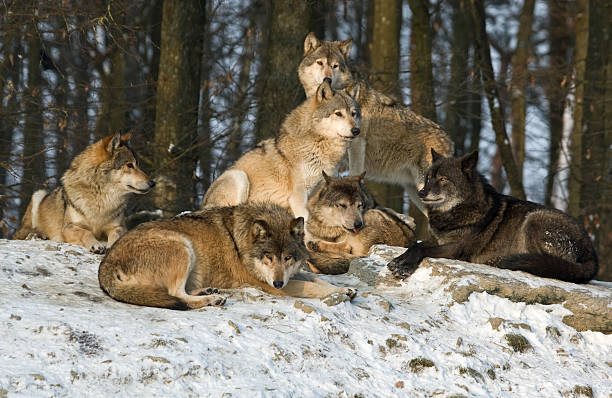 Timber wolf family in spring