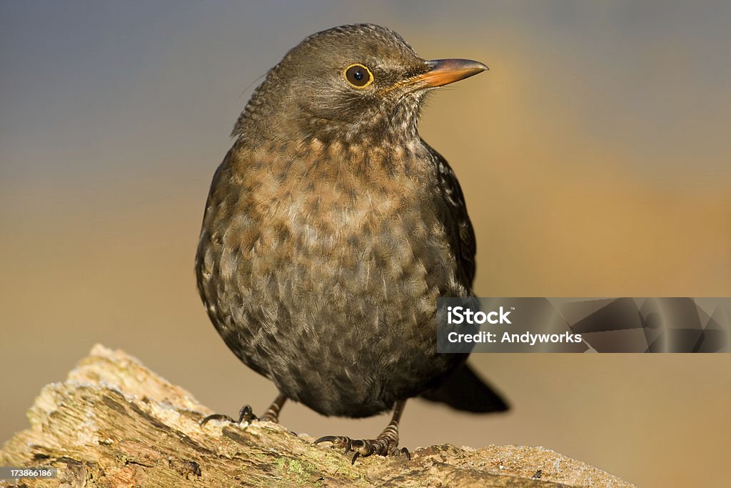 Blackbird (Turdus Merula) - Zbiór zdjęć royalty-free (Bliski)