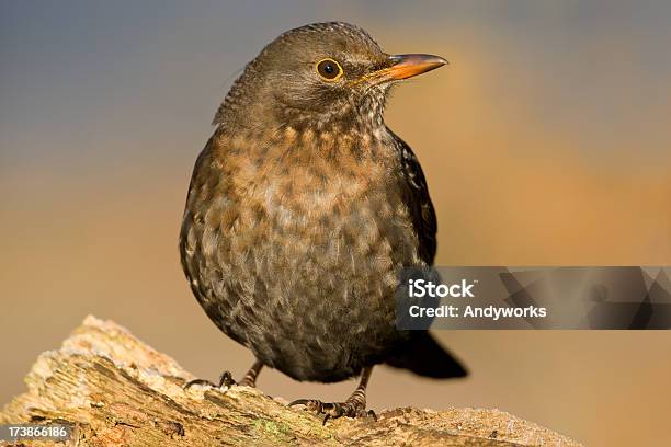 Blackbird - zdjęcia stockowe i więcej obrazów Bliski - Bliski, Brązowy, Dzikie zwierzęta