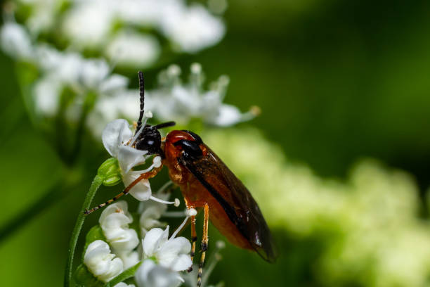 istock Rose Sawfly Arge ochropus. Taken Cotswold Hills 1738663305