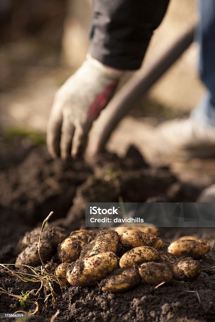 Frische Kartoffeln - Lizenzfrei Fotografie Stock-Foto
