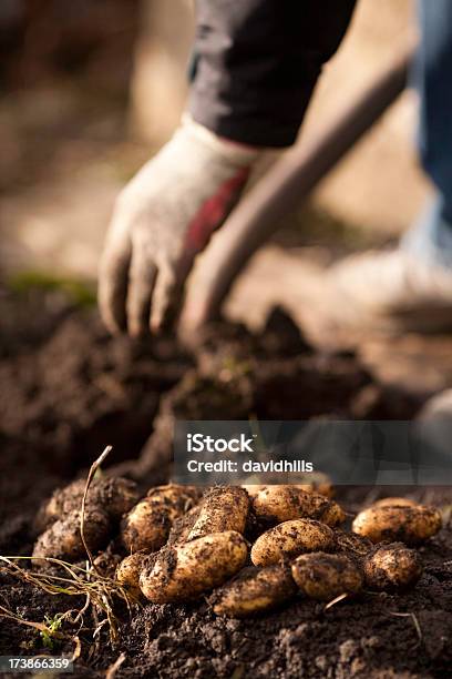 Frische Kartoffeln Stockfoto und mehr Bilder von Fotografie - Fotografie, Gemeinschaftsgarten, Gemüse