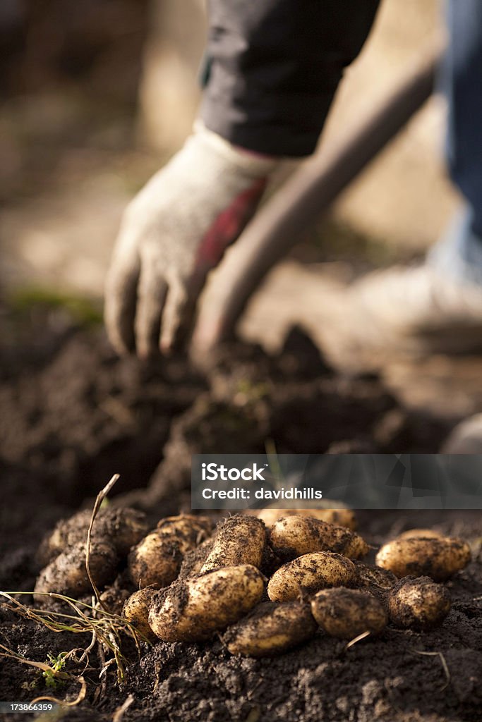 potatos frescas - Foto de stock de Agricultura libre de derechos