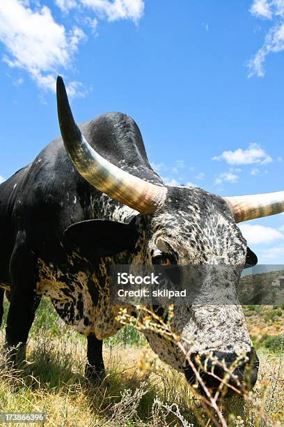 Foto de Bulls Olhos e mais fotos de stock de Agricultura - Agricultura, Animal, Animal de Fazenda